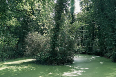 River amidst trees in forest