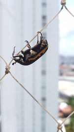 Close-up of dragonfly on metal fence