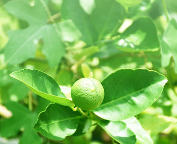 Green lemons on a blurred background, lime background