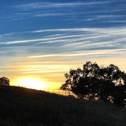 Silhouette of trees at sunset