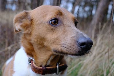 Close-up of dog on field