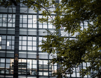 Low angle view of tree against building