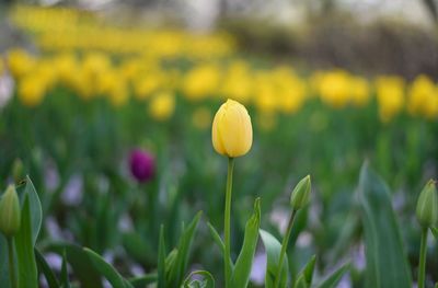 Close-up of yellow crocus flowers on field