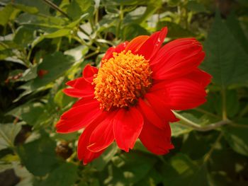 Close-up of red flower