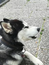 High angle view of dog looking away