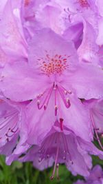 Close-up of pink flower