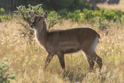 Deer standing in a field