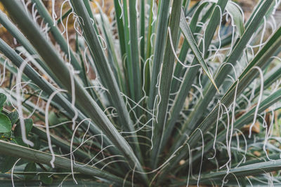 Close-up of bamboo plants