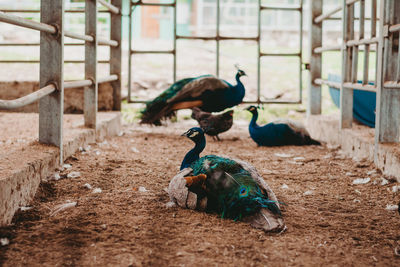 View of a peacock on field