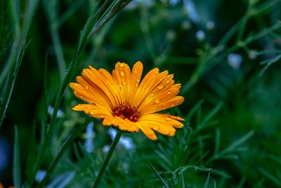 Close-up of orange flower