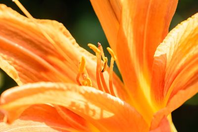 Close-up of orange day lily blooming outdoors