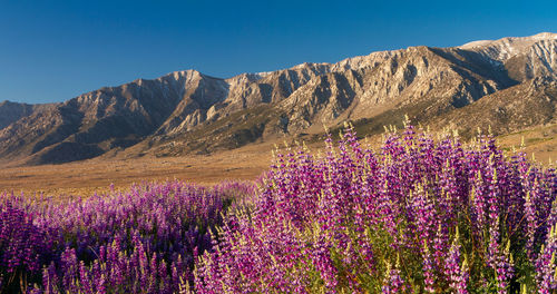 Wild lupine in front of the sierra nevada mountains