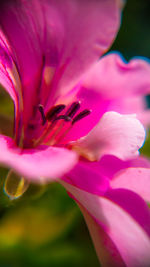 Close-up of pink flowers