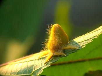 Close-up of insect on leaf