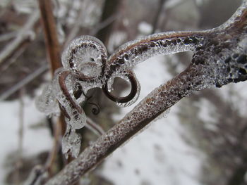 Close-up of snow on metal