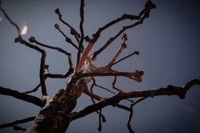 Low angle view of tree branches