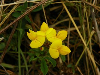 Close-up of yellow flower