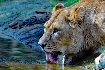 Close-up of cat drinking water