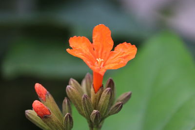 Close-up of red flower