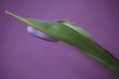 Close-up of fresh green leaf against purple background
