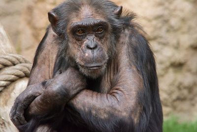 Close-up portrait of monkey