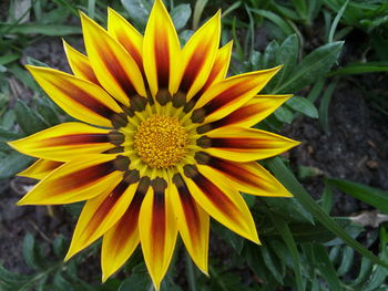 Close-up of yellow flower