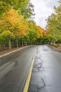 Autumn colors on roadside tree at gene coulon park in renton, washington.