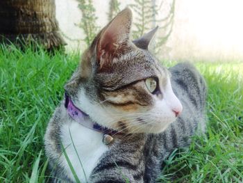 Close-up of cat on grassy field