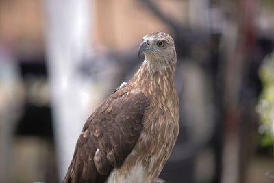 Close-up of eagle