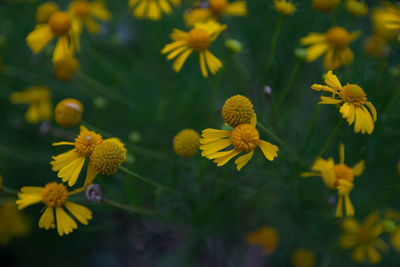 Close-up of yellow flowering plant