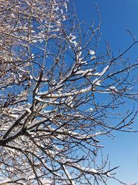 Low angle view of bare tree against clear blue sky