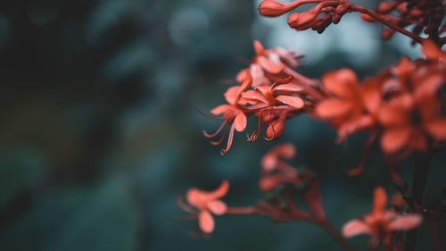 Close-up of red flowering plant