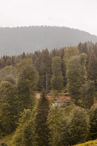 Scenic view of forest