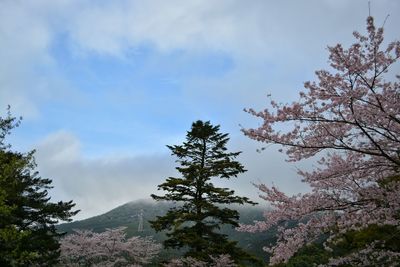 Low angle view of trees against cloudy sky