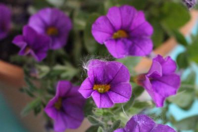 Close-up of pink flowers