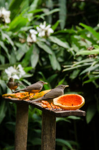 Close-up of bird perching on tree
