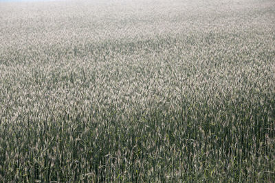 Full frame shot of crops on field