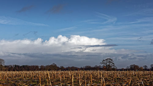 Scenic view of field against sky