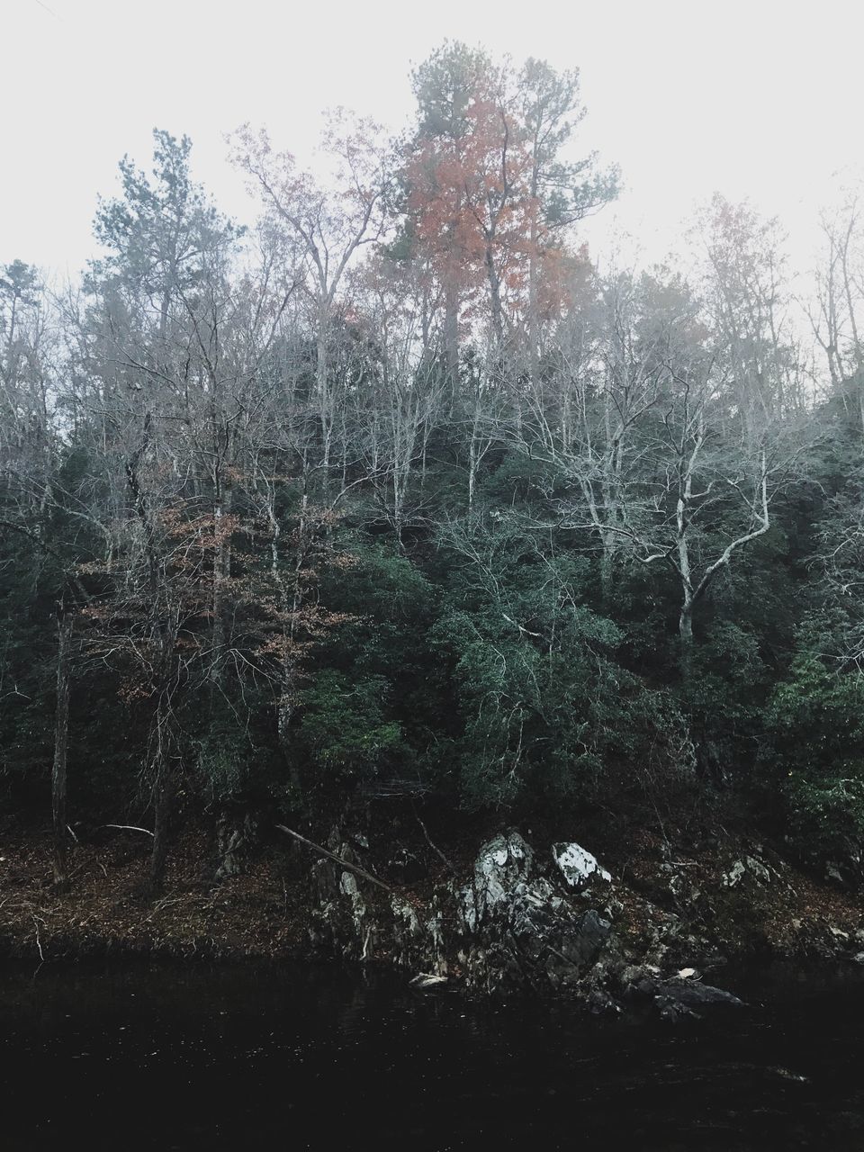 CLOSE-UP OF TREE IN WATER