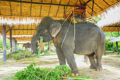 Elephant in a zoo