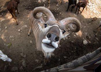High angle view of sheep on field