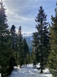 Pine trees on snowcapped mountains against sky