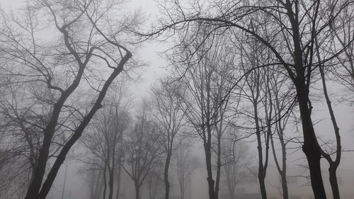 Silhouette of bare trees in forest during winter