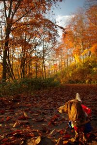 Dog looking away outdoors in autumn