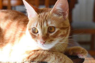 Close-up portrait of a cat