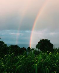Low angle view of rainbow over trees against sky