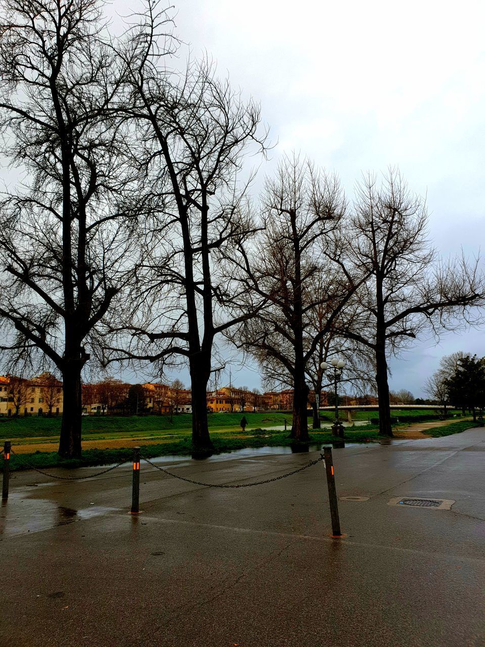 BARE TREES ON ROAD IN PARK