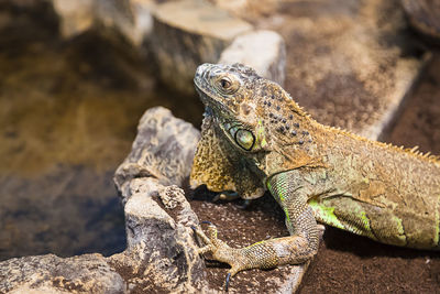 Close-up of a lizard on rock