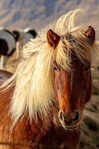 Close-up portrait of horse