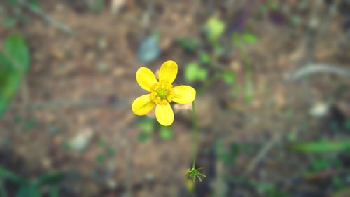 Close-up of yellow flower blooming outdoors